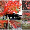 久安寺の紅葉　Kyuanji Temple diary japan　