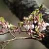 桜が一輪