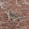 干拓地の鳥たち（２０１４　０１１２）