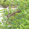 長崎の野鳥（２０１９　０５０１）その５