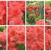 「蝦夷山躑躅の花が咲きました」　MY　GARDEN　2021.05.23日撮影