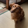 初の抗原検査：今日夜から帰省します