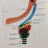 じじぃの「科学・地球_407_退化の進化学・耳の中にサメの顎」