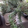 ローズマリー🌿  挿し木（バックアップ）