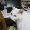 二百叩きの慶