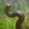 シマヘビ Elphe quadrivirgata