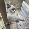 我が家のはじまりはこの子から。寂しがりやで甘えん坊なルドとの出会い。