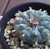 ウバダマ　腰は低く