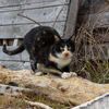 家島諸島のねこさん