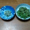 今日の山菜