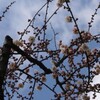 梅の花／河津桜