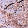 サザエと桜