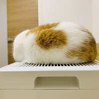 ピュリナから猫アレルギーに効果のあるフードが発売されるようです 短足マンチカン るるである
