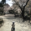 桜も咲いたのでブログ再開