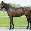シルク2025年新規募集、出資馬を探せ！vol.8【申し込んだのはこの馬だ！】