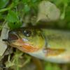 テンカラでアマゴ釣りからのテンカラでオイカワ