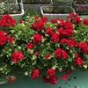 花のように