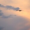 野のものは野に命ありて風薫る