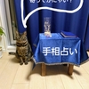 猫の手相占い🔍