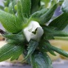 蕾が膨らみ始めた