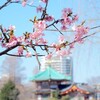 不忍池の河津桜　02/20