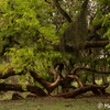 JARDIN BOTANICO 緑地