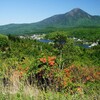 霧ヶ峰高原のレンゲツツジ
