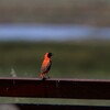 ミナミキンランチョウ(Southern Red Bishop)