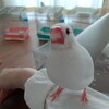 文鳥の香りは、あまえんぼうの香り