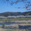 絶好の花見日和