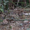 ムナフジチメドリ  Puff-throated Babbler