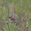 Red-backed Fairy-wren female セアカオーストラリアムシクイの♀