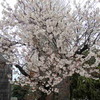 近所の早咲きの桜