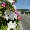 実家は花が一杯