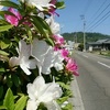 実家は花が一杯