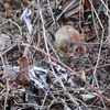 I love long tailed-rose finch