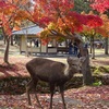奈良公園の鹿と紅葉２０２２年