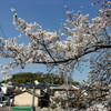 近所のありふれた神社とありふれたソメイヨシノ