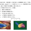 113回　歯冠補綴学振り返り　咬合印象編