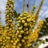 ミツバチの訪花　　柊南天　Bees visit flowers