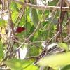 キゴシタイヨウチョウ Crimson Sunbird