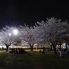 桜・２０２５🌸　短歌・夜桜