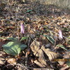 鐘撞堂山　カタクリの花