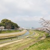 後楽園の桜も見頃ですね！【岡山県おでかけスポット】