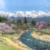 【長野県白馬村】大出公園（大出の吊り橋）の桜情報2024年最新