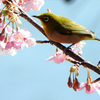 河津桜のメジロ 2017 ３月