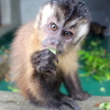 2021-06-26☆番外編☆京都市動物園のフサオマキザルたち