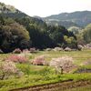 相川の牡丹桜・・