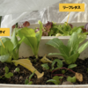 2階ベランダで冬野菜２【レタス、大根、チンゲンサイ】
