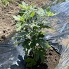 ざる菊を追加で定植しました